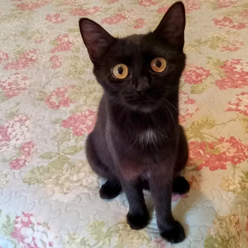 An adult medium-sized female Black Domestic Short Hair cat named Ayla for adoption in Grifton, NC