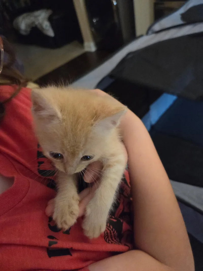 A baby medium-sized male Orange / Red Domestic Short Hair cat named Radley for adoption in Buford, GA