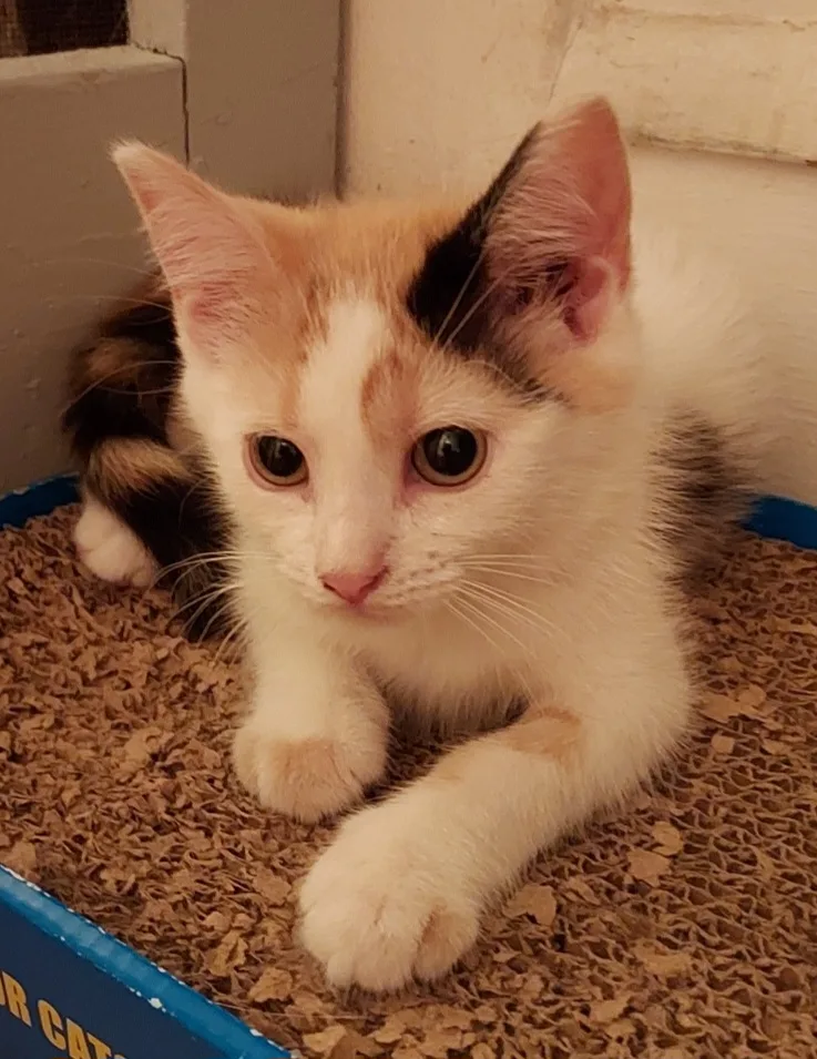 Marigold thumbnail 2