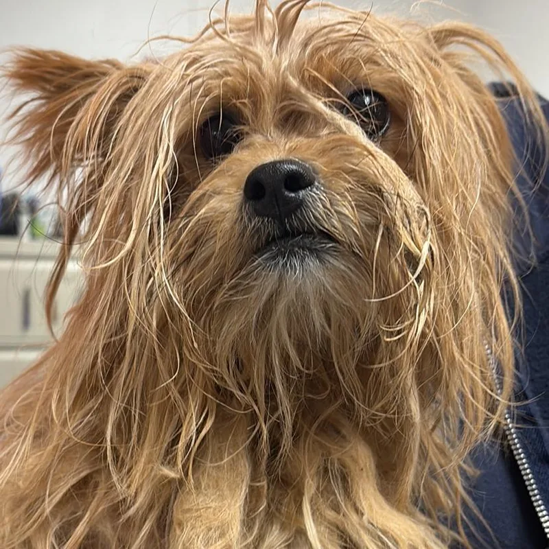 An adult small-sized male Yorkshire Terrier dog named HACCStray for adoption in Henderson, NV