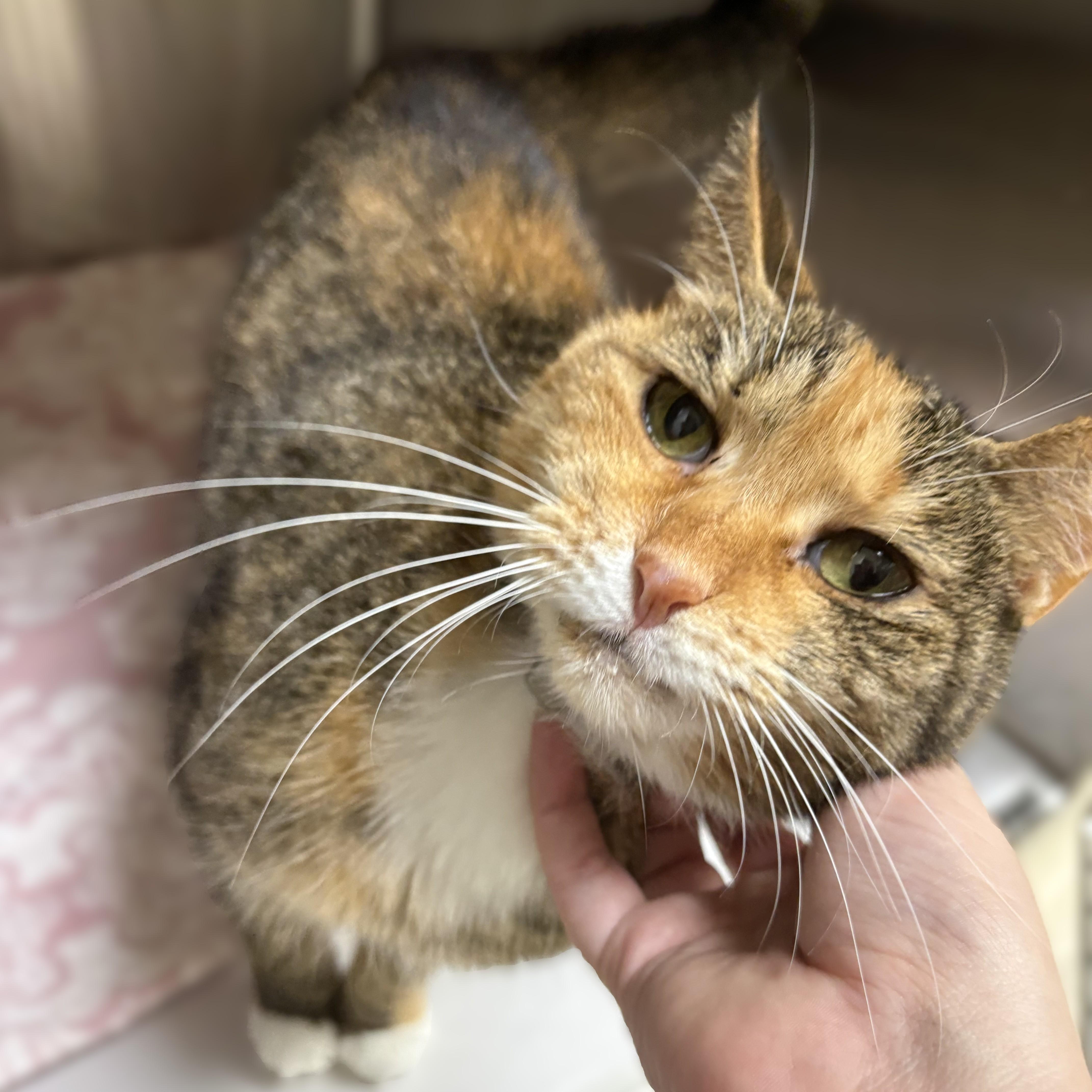 A senior medium-sized female Tabby (Orange / Red) Domestic Short Hair cat named Anastasia for adoption in Columbia, MD