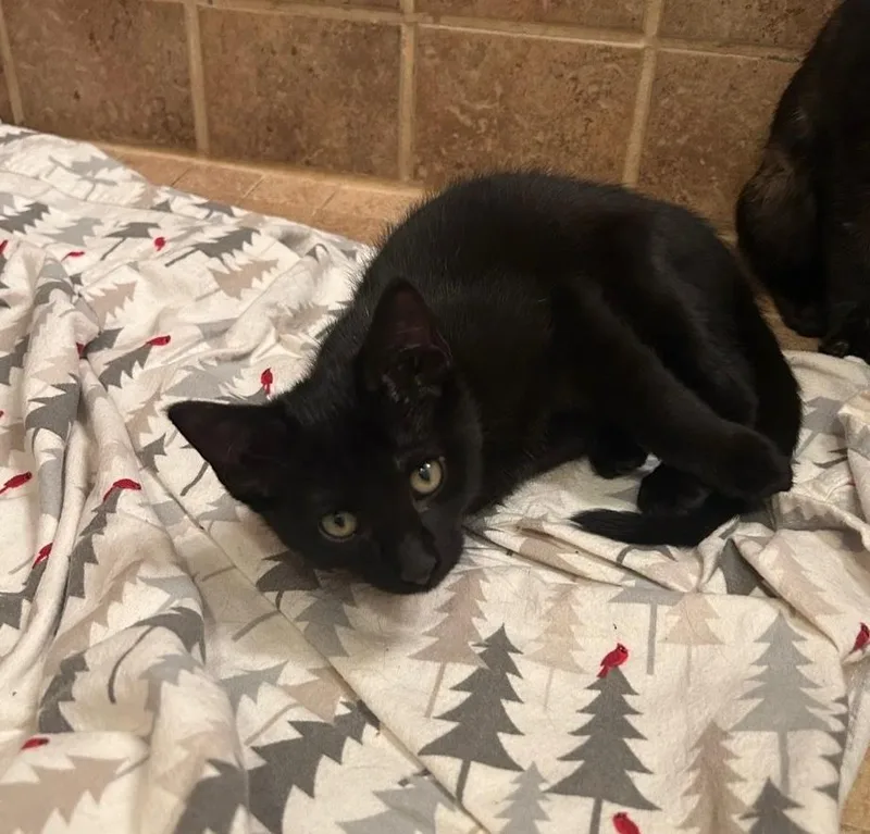 A baby medium-sized male Black Domestic Short Hair cat named Garbanzo for adoption in Chicago, IL