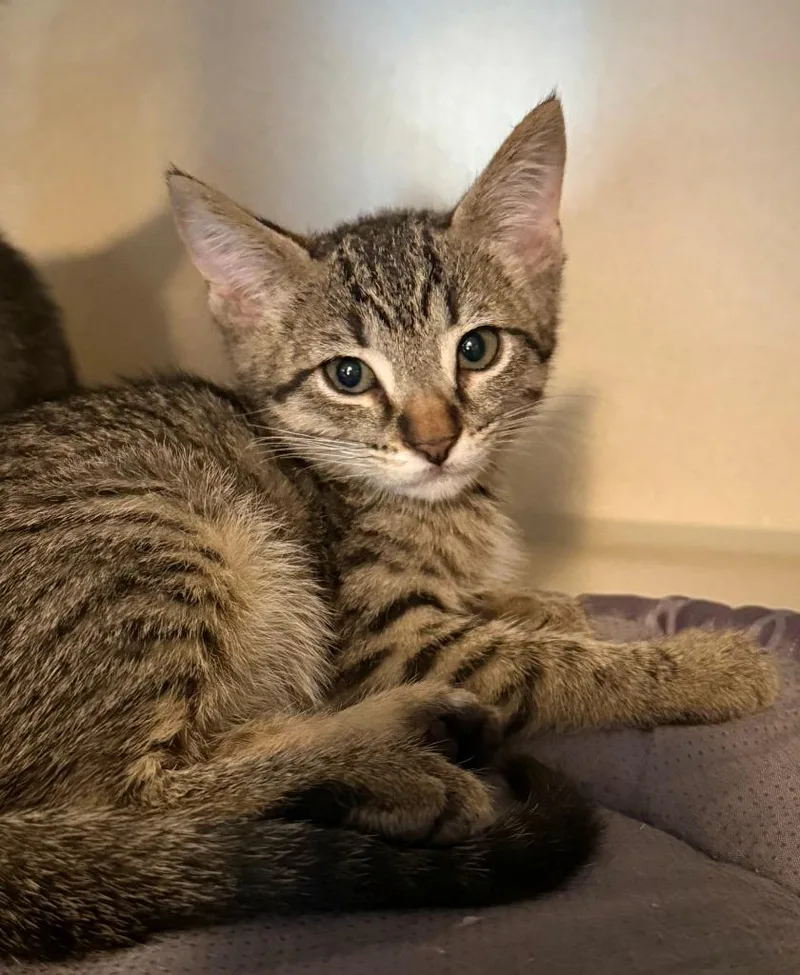 A baby small-sized female Domestic Short Hair cat named Aelin for adoption in Los Angeles, CA