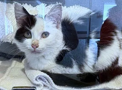 A baby small-sized female Domestic Short Hair cat named Love Bug for adoption in Washington, DC