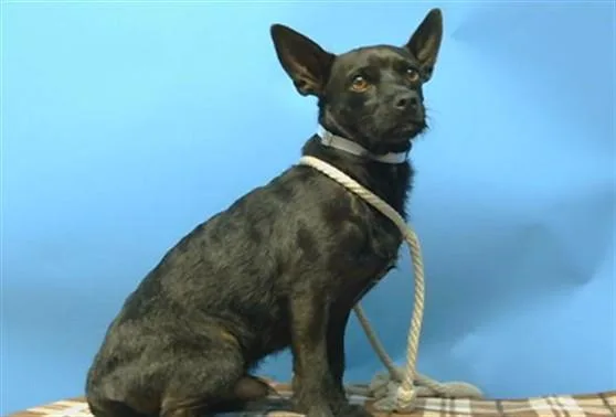 An adult medium-sized male Chihuahua dog named Arnie for adoption in Gardena, CA