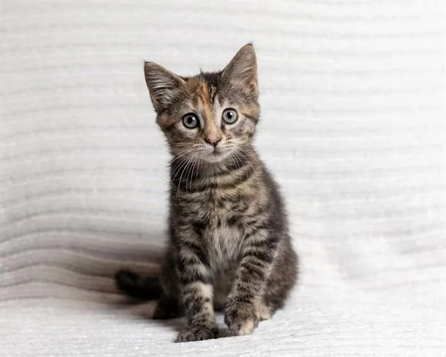 A baby small-sized female Domestic Medium Hair cat named Lainey for adoption in Ames, IA