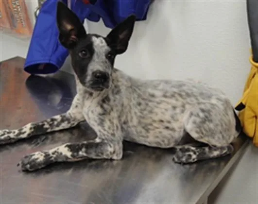 A baby small-sized male Australian Cattle Dog / Blue Heeler dog named Poundcake for adoption in Albuquerque, NM