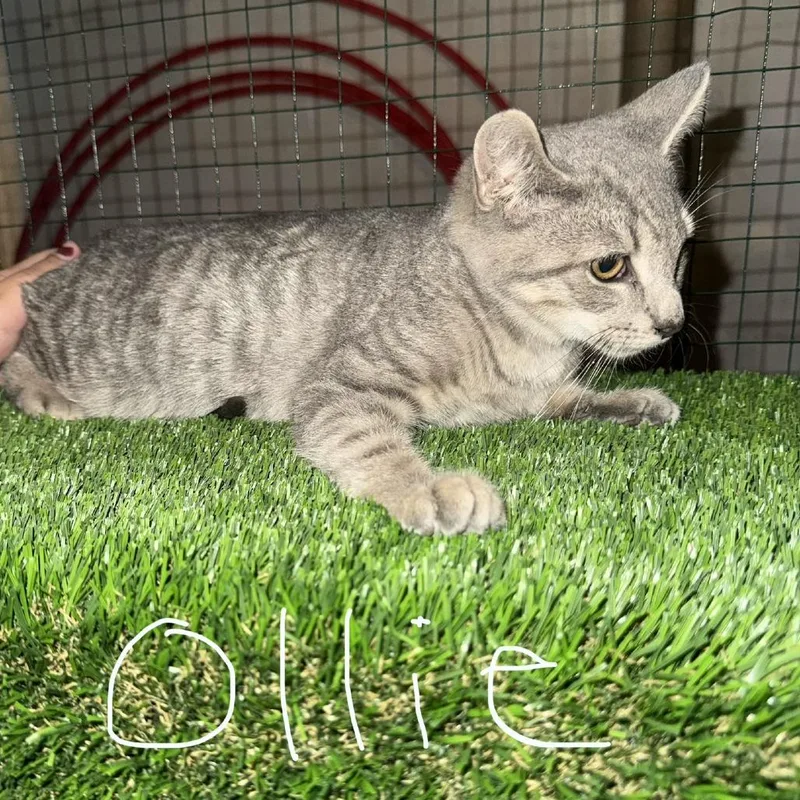 A baby small-sized male Domestic Short Hair cat named Ollie for adoption in Ringtown, PA