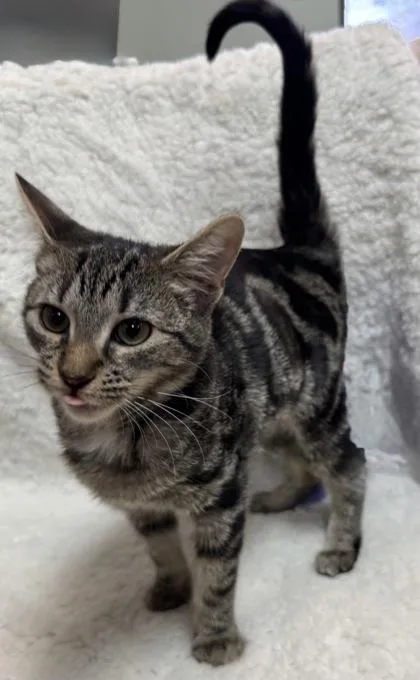 Nutella $ thumbnail 2