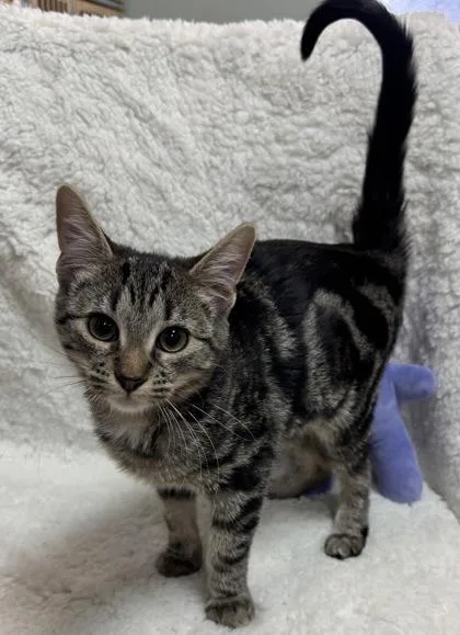 Nutella $ thumbnail 3