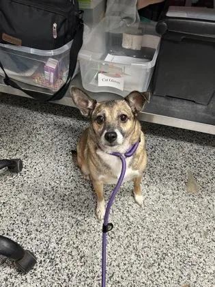 A senior small-sized female Mixed Breed dog named Helen for adoption in West Chester, PA
