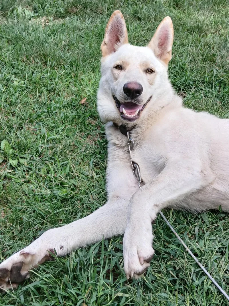A young large-sized male Shepherd dog named Odie for adoption in Little Chute, WI