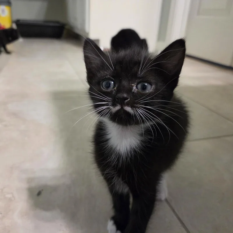 A baby medium-sized male Tuxedo cat named Keller for adoption in Buford, GA