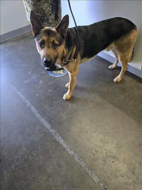 A young medium-sized male German Shepherd Dog dog named Biggie for adoption in Los Angeles, CA