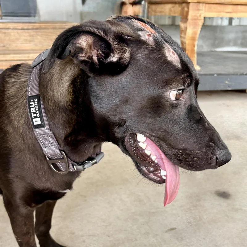 A young large-sized male Black Labrador Retriever dog named Trooper for adoption in Liverpool, TX