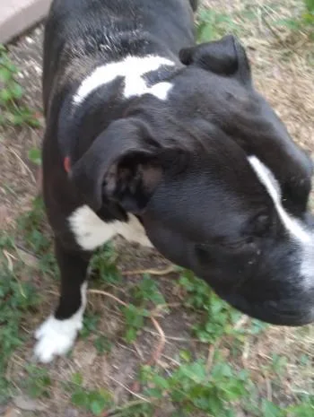 A young medium-sized female American Staffordshire Terrier dog named Shazam for adoption in San Antonio, TX