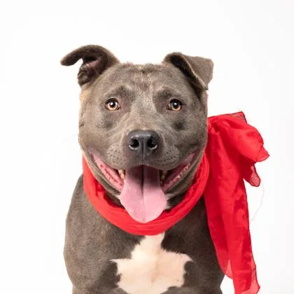 An adult large-sized male Pit Bull Terrier dog named Leshen for adoption in Atlanta, GA