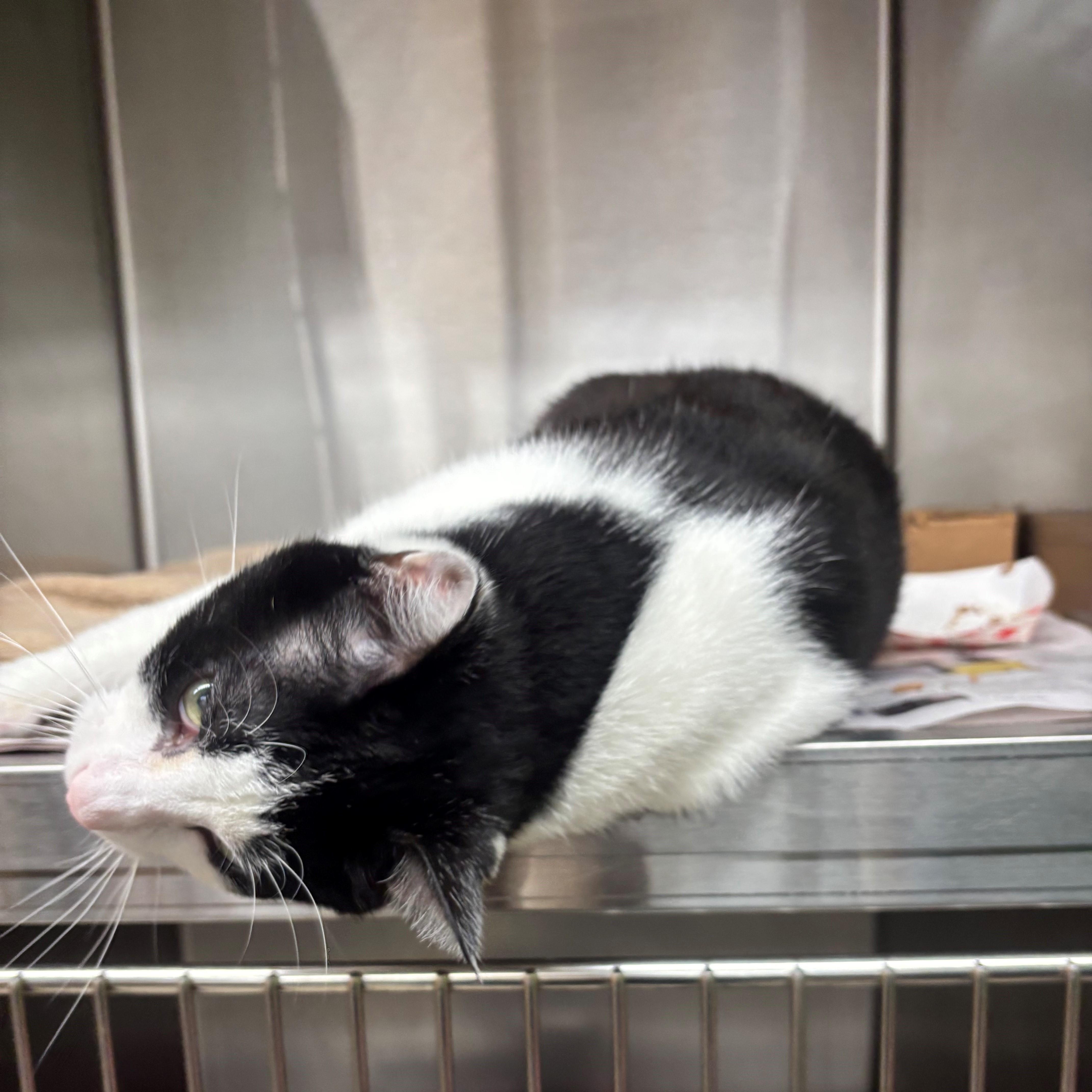 An adult medium-sized male White Domestic Short Hair cat named Sutton for adoption in Edison, NJ