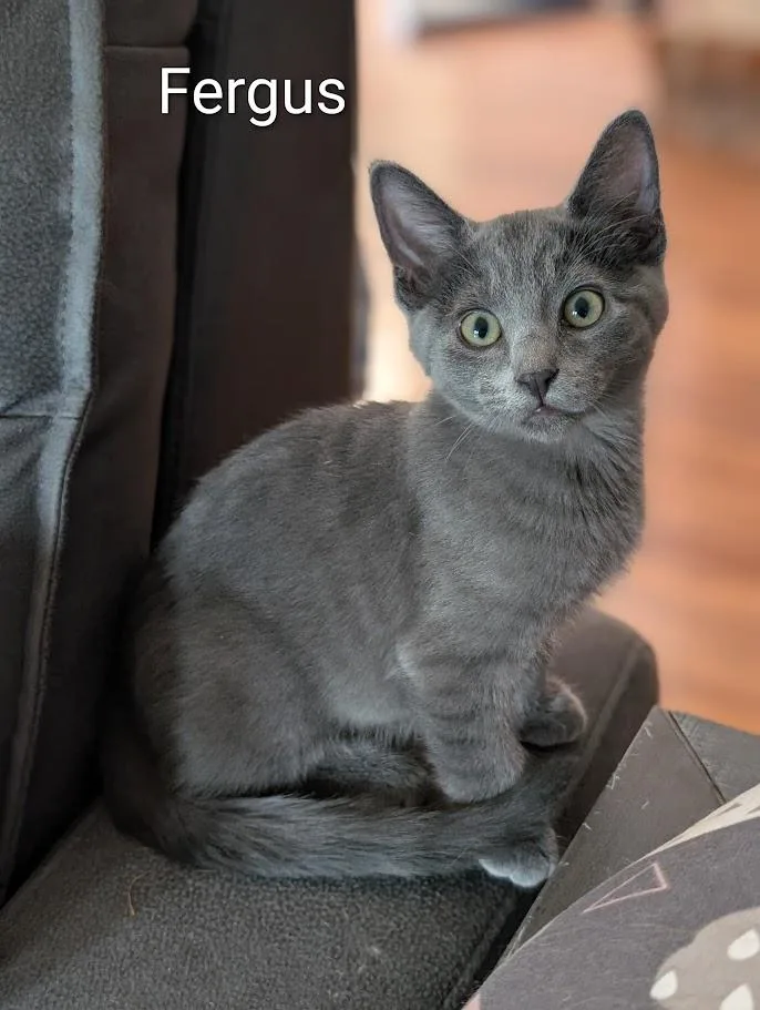 A baby medium-sized male Domestic Short Hair cat named Fergus A for adoption in Plano, TX