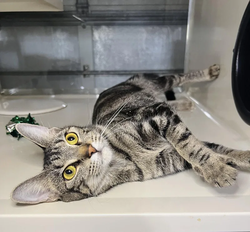 An adult medium-sized female Domestic Short Hair cat named Cassie for adoption in Hammond, LA