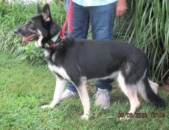 An adult large-sized female Black German Shepherd Dog dog named Rosie for adoption in Paris, KY