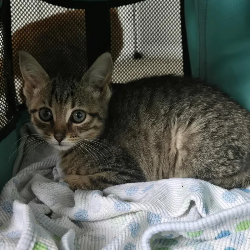 A baby small-sized female Brown / Chocolate Domestic Short Hair cat named Waffles for adoption in Toledo, OH