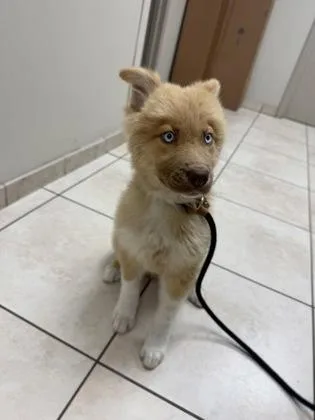 A baby small-sized female Australian Shepherd dog named Amelia for adoption in Farmers Branch, TX