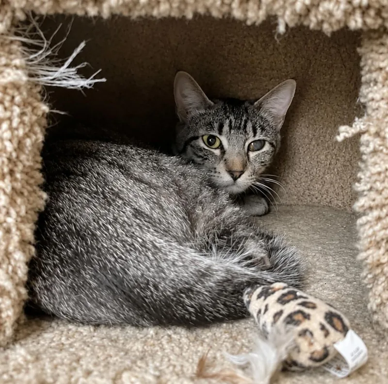 An adult medium-sized female Tabby (Brown / Chocolate) Domestic Short Hair cat named Hope for adoption in Lodi, CA