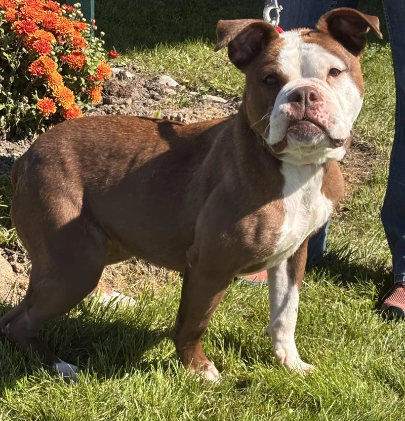 An adult medium-sized female Boxer dog named Dody for adoption in Batavia, NY
