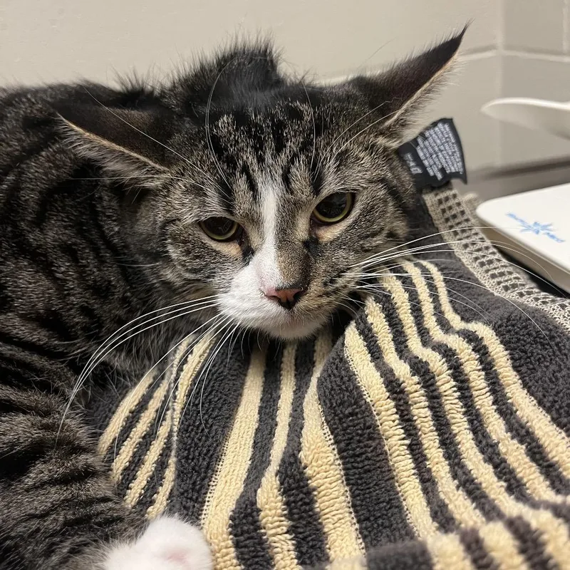 Gordo thumbnail 3