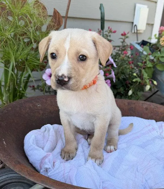 A baby medium-sized female Labrador Retriever dog named Eden Prairie for adoption in Duluth, MN