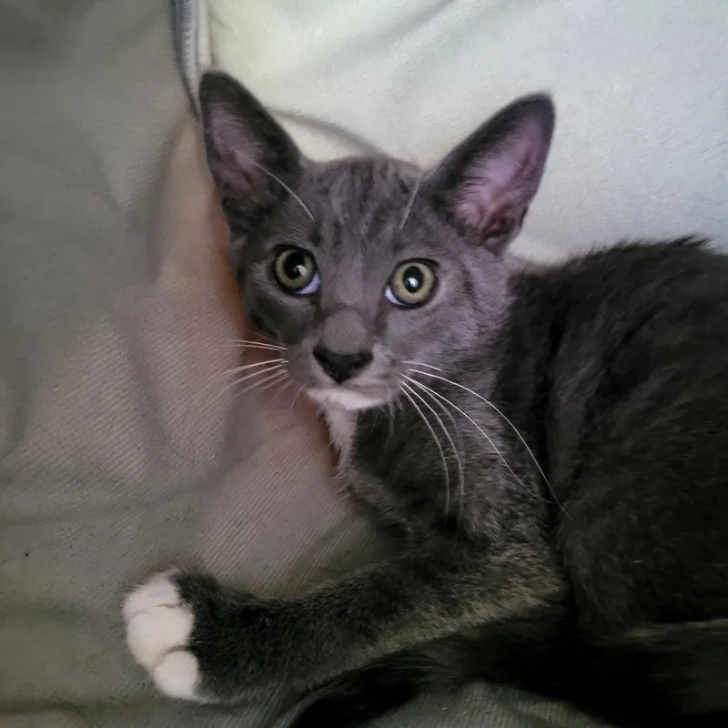 A baby small-sized male Domestic Short Hair cat named Hawaii for adoption in Allyn, WA