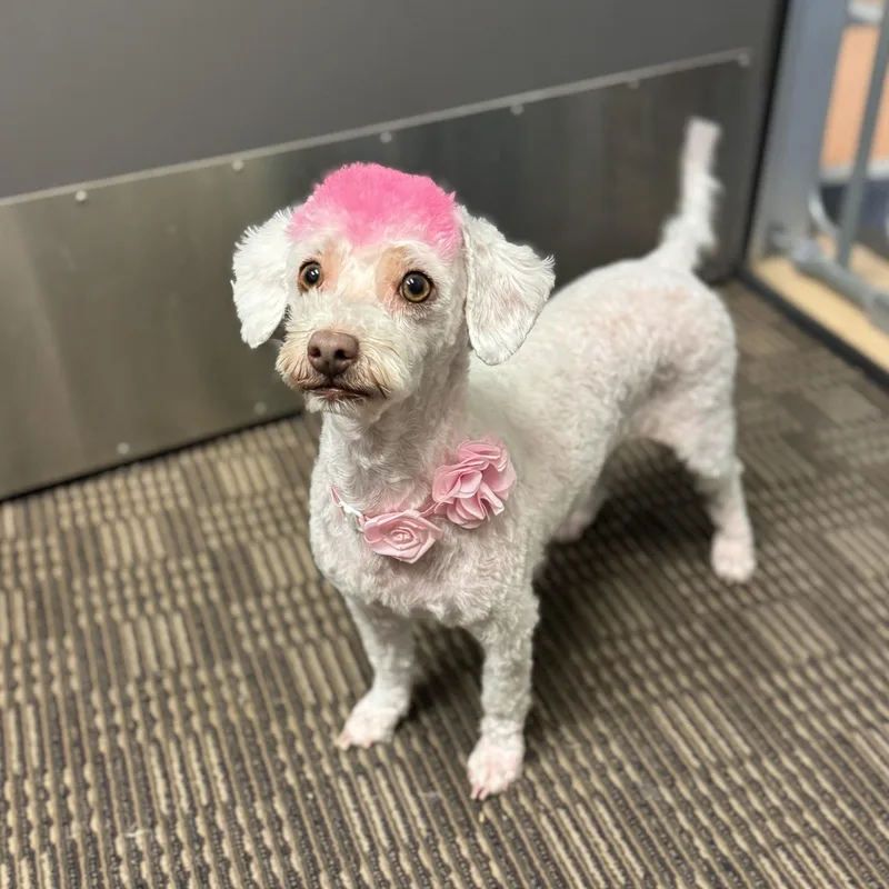 An adult small-sized female White / Cream Maltipoo dog named Zsa Zsa for adoption in Yucca Valley, CA