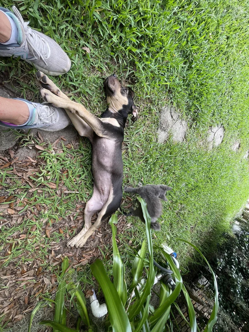 A young large-sized female Great Dane dog named Regan for adoption in Mobile, AL
