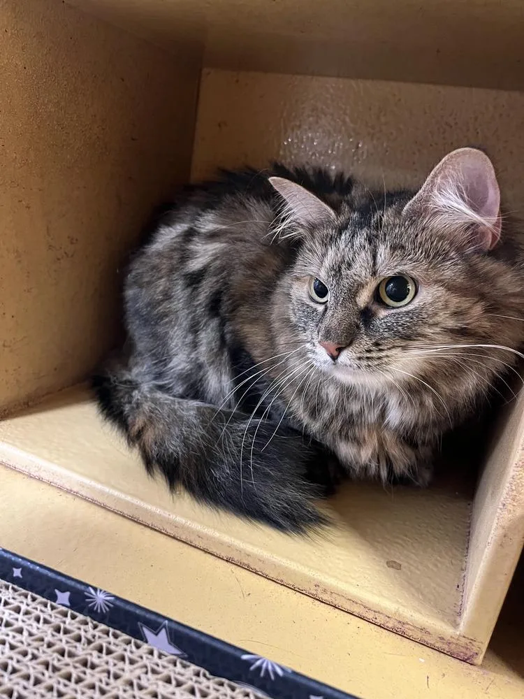 An adult medium-sized female Domestic Long Hair cat named Robyn for adoption in Emerald Isle, NC