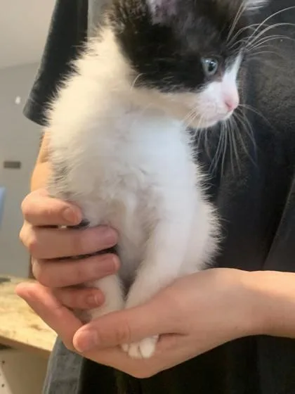 A baby small-sized female Domestic Short Hair cat named Summer for adoption in Pequot Lakes, MN