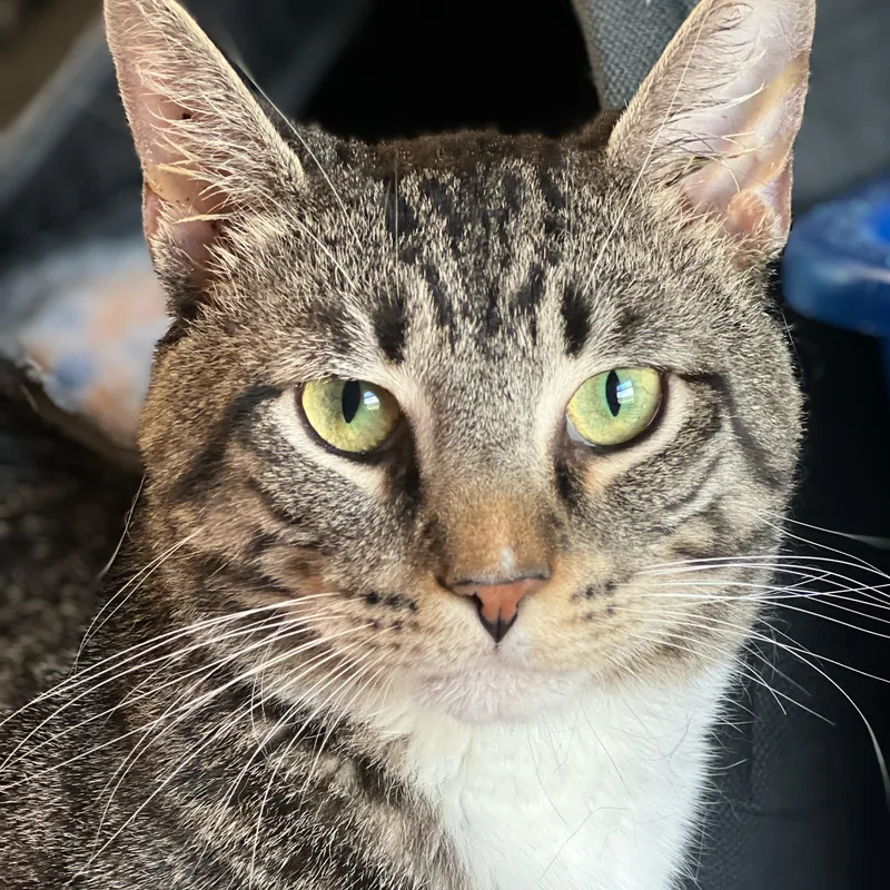 An adult medium-sized male Brown / Chocolate Domestic Short Hair cat named Kinkade for adoption in Germansville, PA