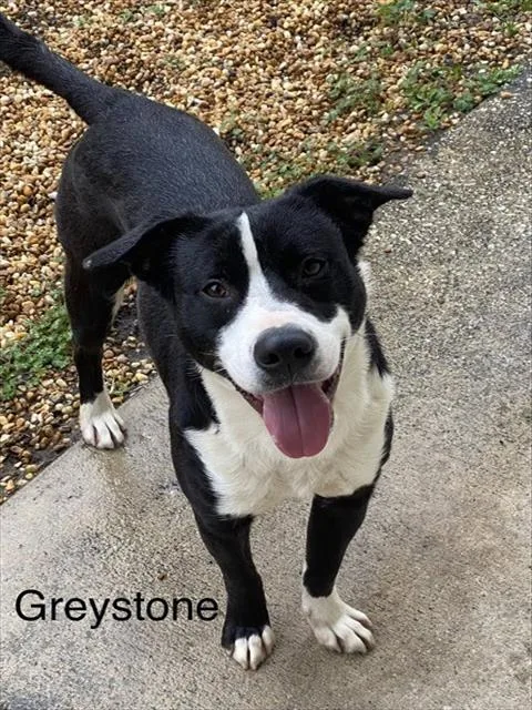 An adult medium-sized male Mixed Breed dog named Greystone for adoption in Jacksonville, FL