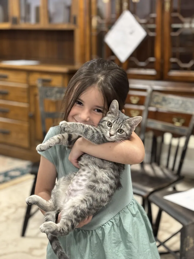 A baby medium-sized female Domestic Short Hair cat named Minnie for adoption in Tyrone, PA