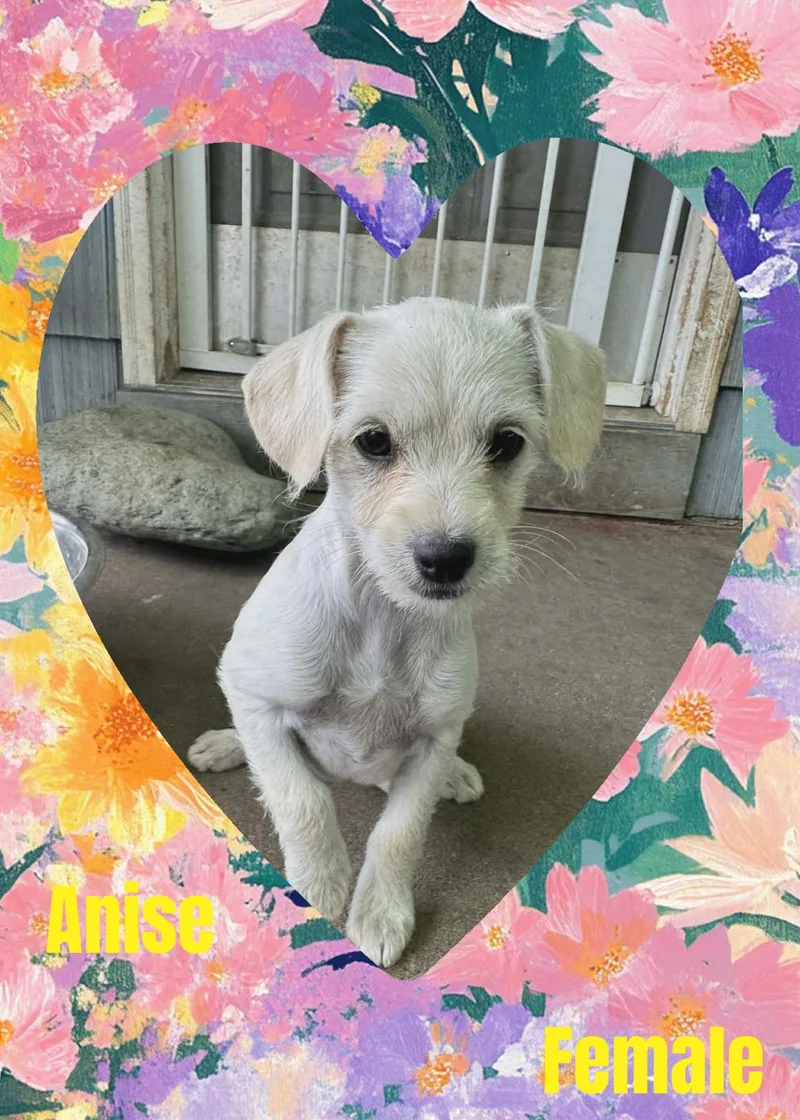 A baby small-sized female Terrier dog named Anise for adoption in Eugene, OR