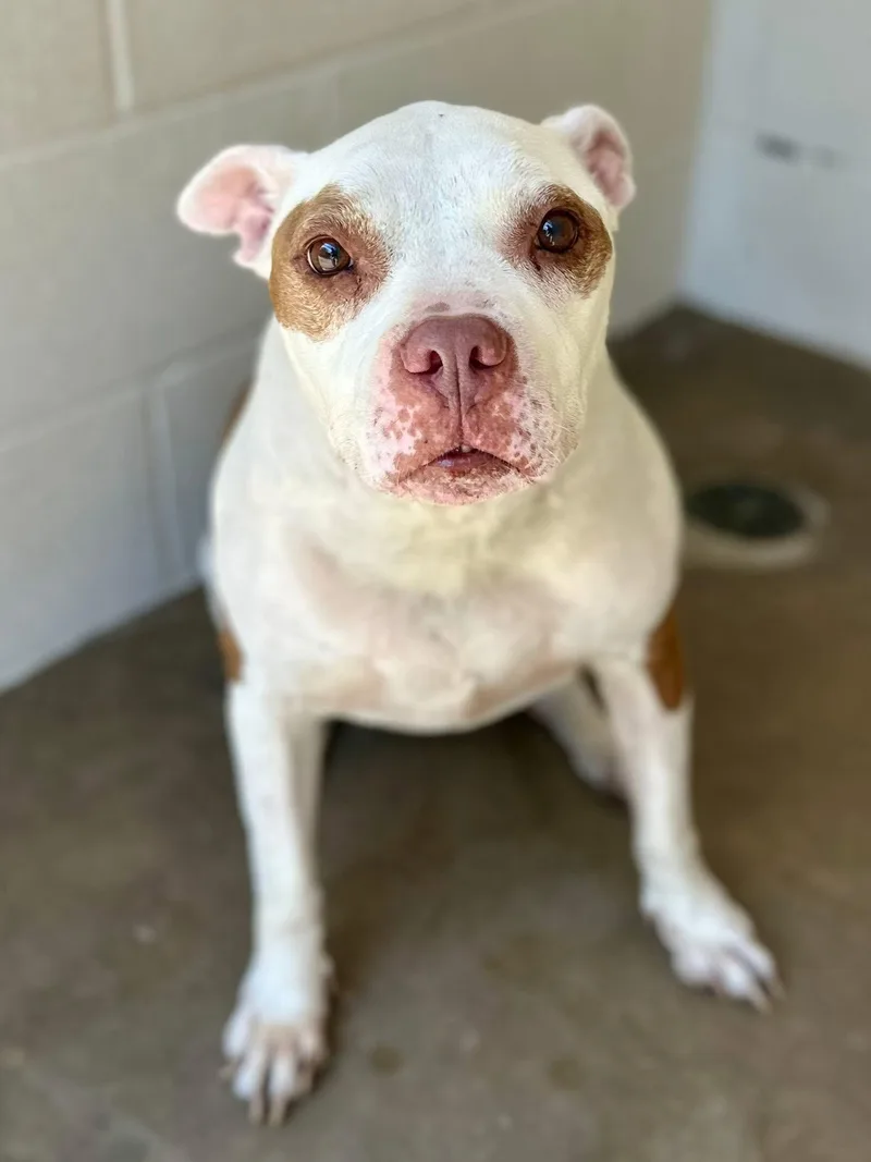 An adult medium-sized female Yellow / Tan / Blond / Fawn American Bully dog named Rebeka for adoption in Sherman, TX
