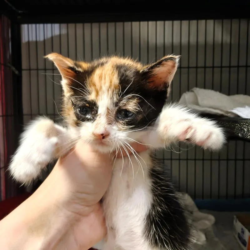 A baby small-sized female Calico Domestic Short Hair cat named Meeps for adoption in New Orleans, LA