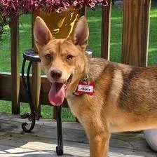 A young small-sized female Yellow / Tan / Blond / Fawn Shepherd dog named Firefly for adoption in Wake Forest, NC