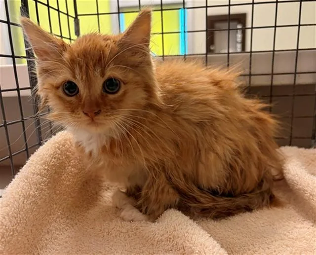 A baby small-sized male Domestic Long Hair cat named Unknown for adoption in Rancho Cucamonga, CA