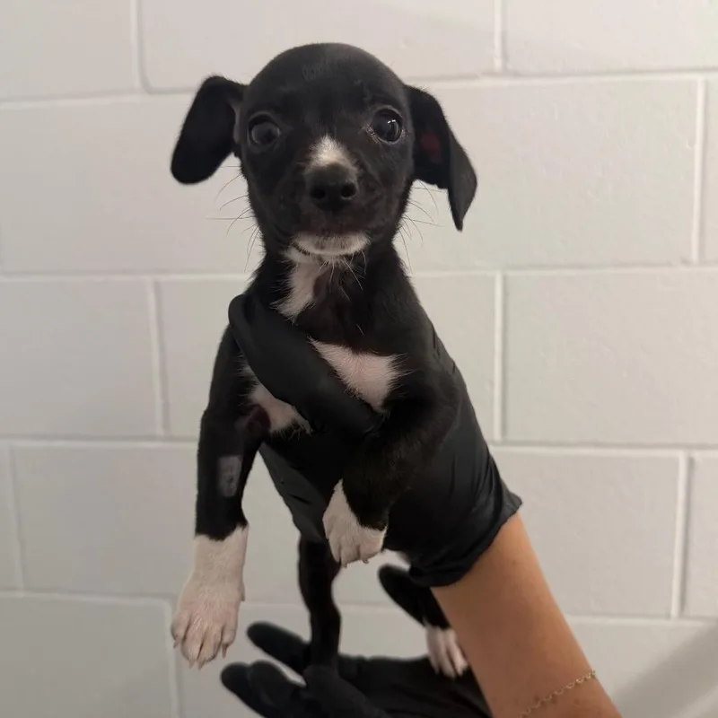 A baby small-sized female Chihuahua dog named Zuri for adoption in West Palm Beach, FL