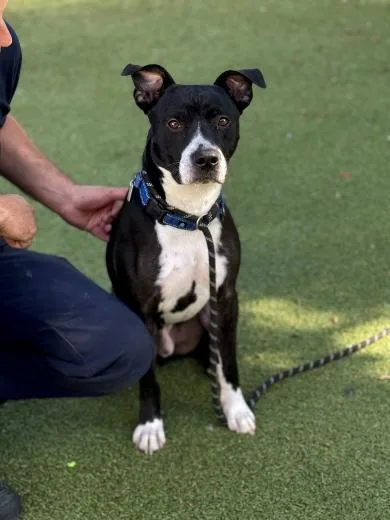 A young medium-sized male Mixed Breed dog named Terry for adoption in New Bedford, MA