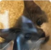 A baby small-sized female Domestic Short Hair cat named Oregano for adoption in Washington, DC