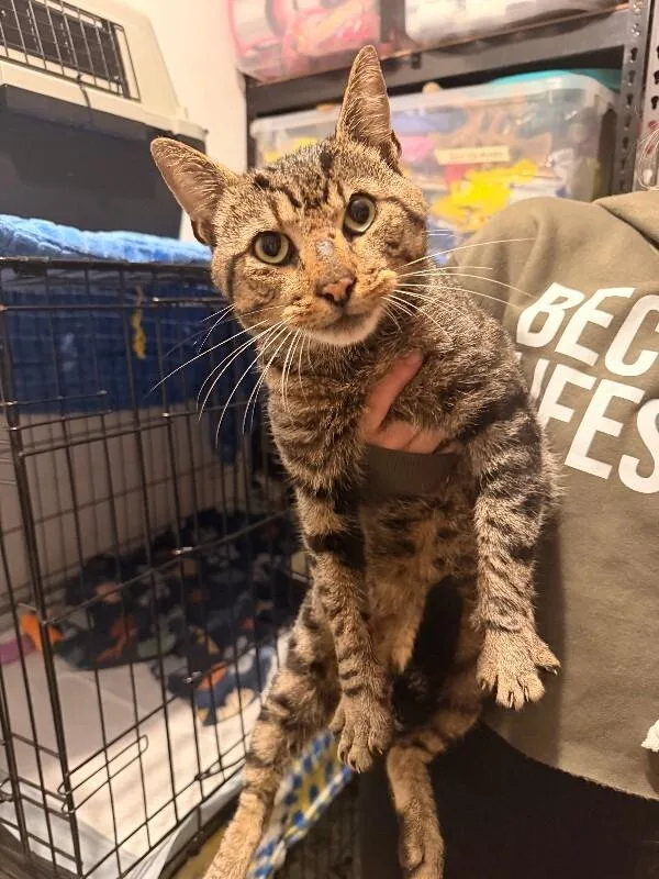 An adult medium-sized male Tabby cat named Felix for adoption in Chattanooga, TN