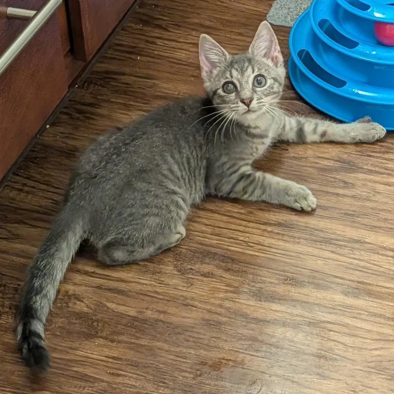 A baby small-sized female Gray / Blue / Silver Domestic Short Hair cat named Fall and Glory for adoption in Fredericksburg, VA