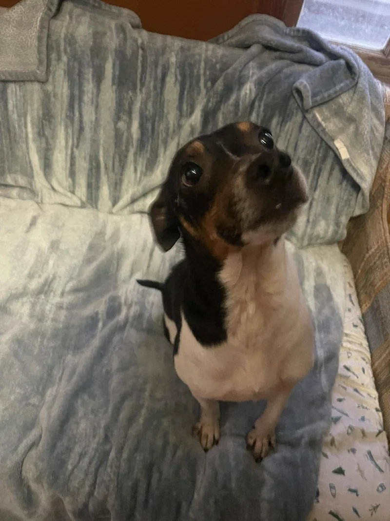 An adult small-sized male Tricolor (Brown, Black, & White) Jack Russell Terrier dog named Jim Bob for adoption in Sheboygan, WI